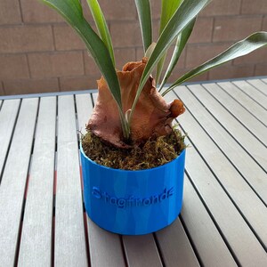 Może przedstawiać: Roślina paproci jeleniowatych w niebieskim doniczce z napisem "Stagfironds" nadrukowanym na boku. Roślina rośnie w mchu i ma kilka długich, zielonych liści.