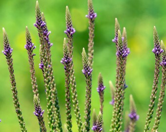 Organic Blue Vervain Seeds