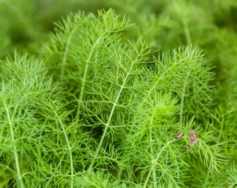 Organic Common Fennel Seeds