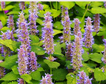 Organic Hyssop Seeds