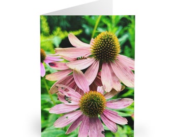 Echinacea Flower Greeting Cards (5 Pack)