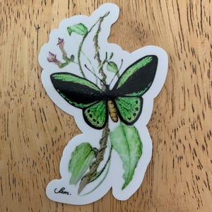 Richmond Birdwing Schmetterling, Schmetterling schwarz & grün, Vinyl Aufkleber, wasserfest, glänzend, Abziehbild, Aquarell