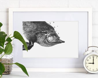 Platypus Art Print, A4 Australian Animal Artwork, Wildlife Decor, 210mm x 297mm