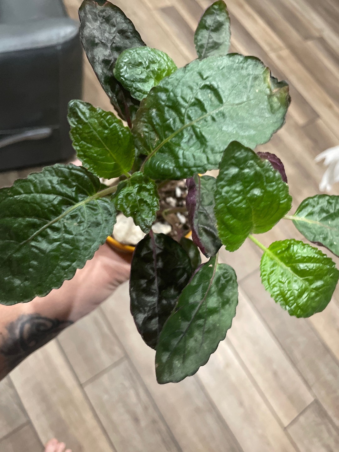 Purple Waffle Plant Etsy