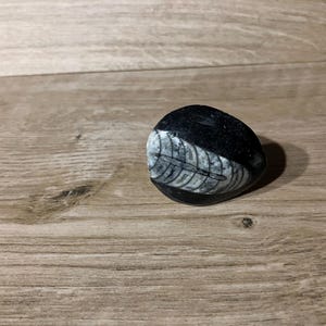 May include: An oval-shaped black and white fossil stone with a distinctive pattern. The stone is displayed on a wooden surface. The fossil design is light grey, contrasting with the black stone.