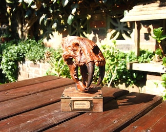 Smilodon replica skull on antique base