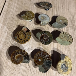 May include: A selection of fossilised ammonite shells in different sizes and colours, including shades of brown, tan, and grey. The shells are displayed on a light-coloured wooden surface, showing their intricate spiral patterns.