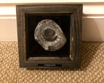 Ammonite in a frame