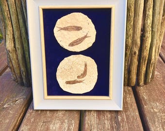 Fossilised fish in a frame
