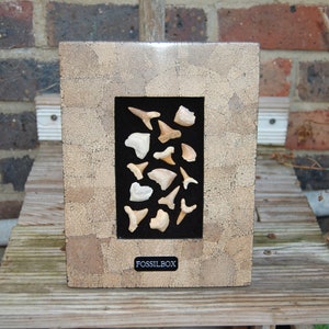 Framed Fossil Shark Teeth