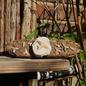 Shark teeth on drift wood