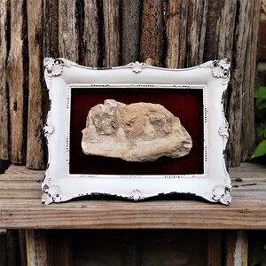 Enchodus Jaw with teeth in distressed antique frame