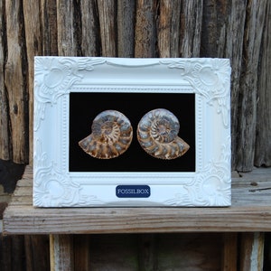 Polished ammonites in decorative frame