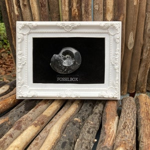 May include: A white framed picture with a black background and a black and white ammonite fossil. The text "FOSSILBOX" is printed below the fossil.