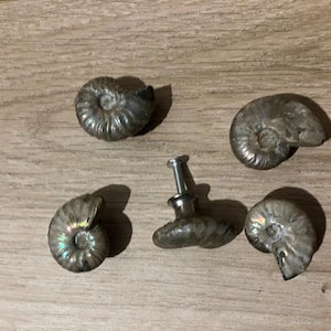 May include: A set of silver-toned cabinet knobs and a pull, each featuring an ammonite fossil design. The knobs have a spiral pattern. The items are displayed on a wooden surface.