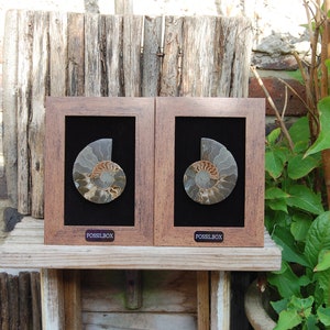 Pair of polished ammonites in frames