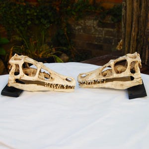 Replica Velociraptor skull door handles