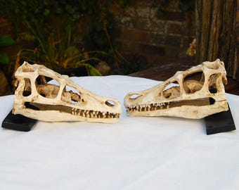 Replica Velociraptor skull door handles