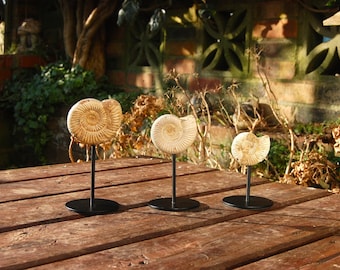 Three Ammonites on stands