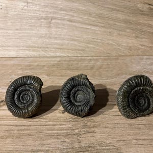 May include: Three dark grey ammonite fossils with spiral patterns are displayed on a light brown wooden surface. The fossils have a rough texture and are arranged in a row, showcasing their ancient, natural forms.