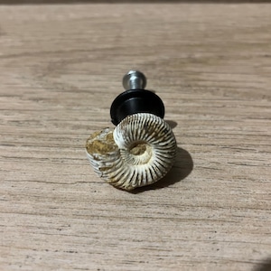 May include: A cabinet knob with a fossilised ammonite shell design. The knob has a silver-coloured metal stem and a black base. The ammonite shell is a light beige colour with detailed spiral patterns.