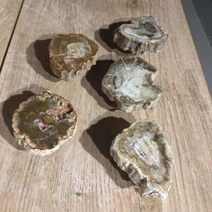 May include: Five petrified wood slices, displaying growth rings and a range of brown, tan, and grey hues. The cross-sections are arranged on a light-coloured wooden surface, highlighting the natural patterns.