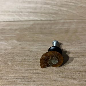 May include: A plug earring with a fossilised ammonite shell design. The earring has a silver post, a black base, and a brown and tan shell. The earring is displayed on a wooden surface.