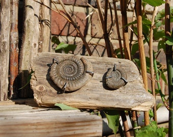 Two Ammonites on drift wood rustic
