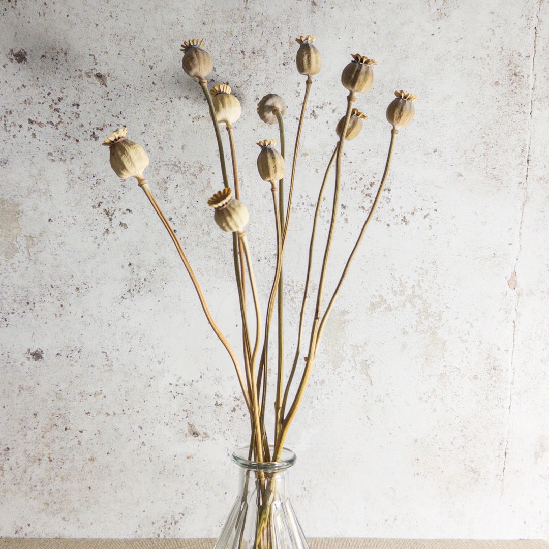 Dried Poppy Seed Heads. Dried Flower Rustic Home Decoration or Etsy UK