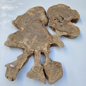 Olive Tree Root Slice for Woodworking, Live Edge Olive Wood Slab,  Round Raw Edge Wood for Epoxy, Turkish Olive Wood Cookies for DIY