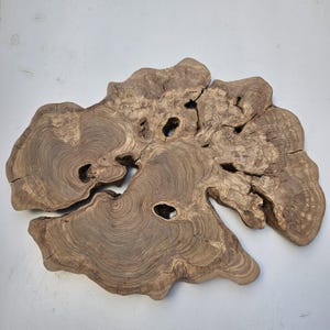 30 &quot;/ 23,3&quot; Olivenholzplatte für Epoxy Couchtisch, Live Edge Olivenholz für DIY, große Baumscheibe für Holzarbeiten, Raw Edge Rundholz Wurzelholz