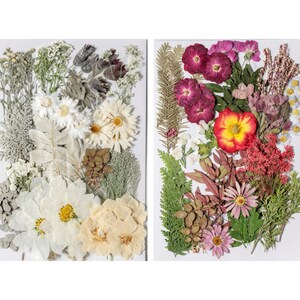 Pressed Flower Art, Dried Pressed Flowers Mixed Pack for Crafts
