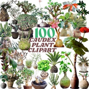 100 Caudex Pflanze Clipart Bundle Wüstenpflanzen Afrikanische Pflanzen Pachypodium Euphorbia Adenia Othonna Botanische Kunst Bizarre Pflanzen Exotische Pflanzen
