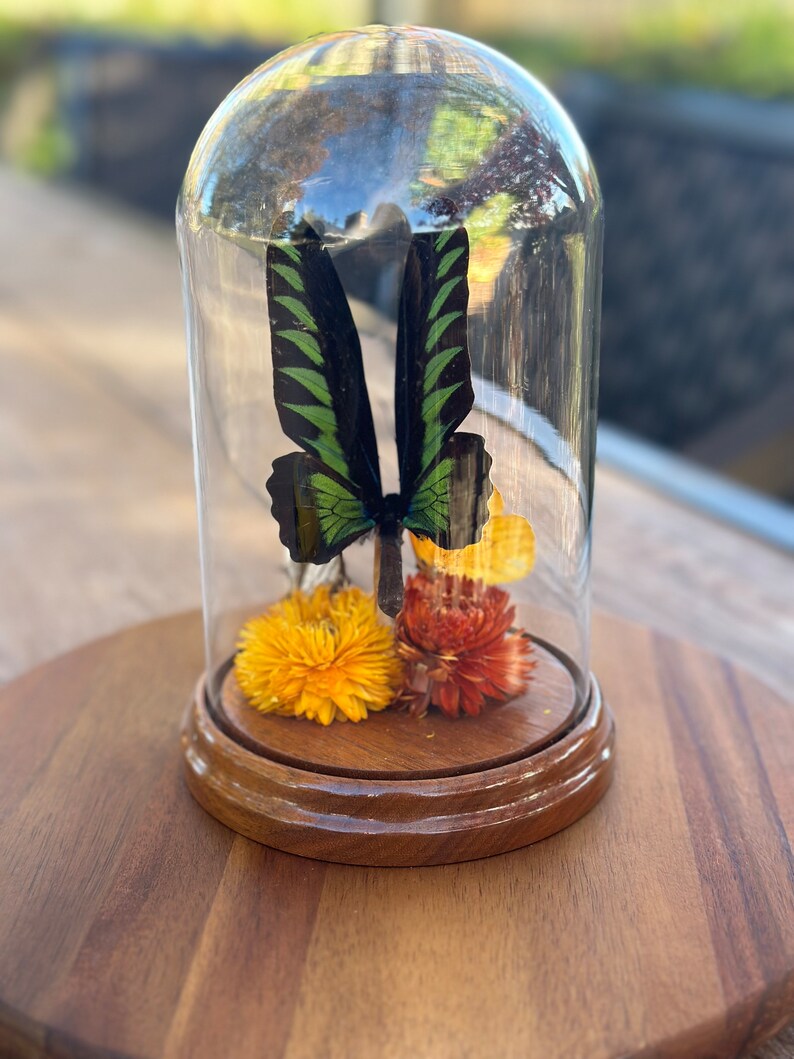 Vintage 3 Three Real Butterfly Art In Glass Dome Display Case Etsy Vintage 3 three real butterfly art in glass dome display case etsy