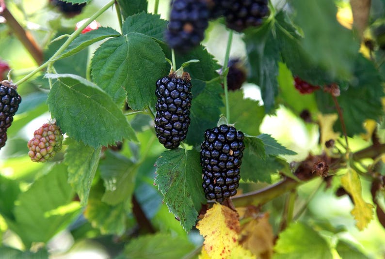 May include: Close-up of a blackberry bush with ripe, dark purple berries hanging from green leaves. Some berries are still developing, showing a reddish-pink color. The image is set against a blurred background of more foliage.