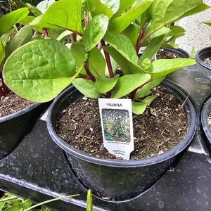 May include: A Basella alba Rubra plant in a black plastic pot with thick, succulent-like green leaves and deep red stems. A white plant marker is inserted into the soil, featuring the text 'RUBRA' at the top and 'Matures in 110 Days' at the bottom.
