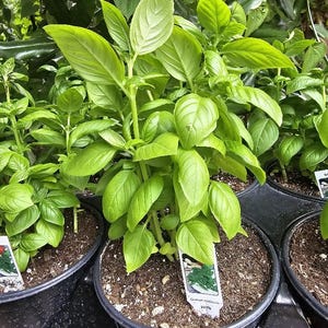 May include: A vibrant green basil plant growing in a black plastic pot filled with dark potting soil. The plant features numerous broad, pointed leaves on sturdy stems. A small white rectangular plant marker with a picture is inserted in the soil.
