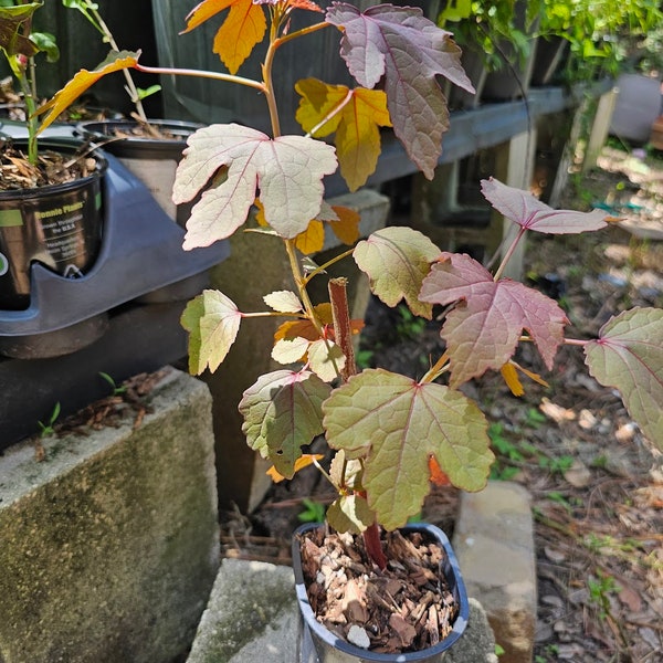 Cranberry Hibiscus Bare Root Cutting Hibiscus acetosella