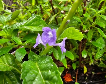 Blue Porterweed Fl native Bare Root Stachytarpheta jamaicensis