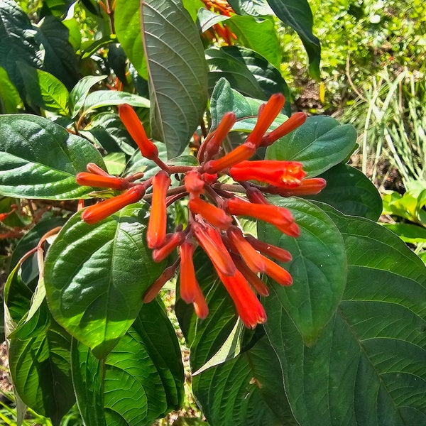 Bare Root Cutting Firebush Hamelia patens var patens FLORIDA ONLY