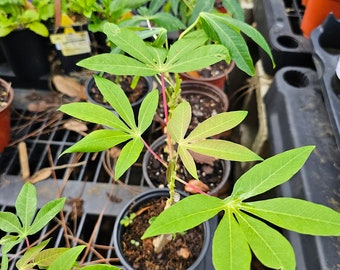 Bare Root Manihot esculenta TOGO Cassava