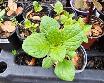 African Potato Mint Bare Root Plectranthus rotundifolius