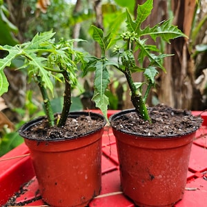 May include: Two small green papaya plants in red plastic pots with brown soil. The plants have multiple stems and are growing in a red plastic tray.