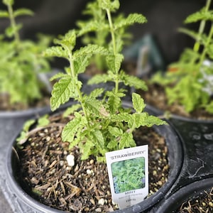 May include: A potted strawberry mint plant with serrated green leaves growing in dark soil. A white rectangular plant tag is inserted into the soil, featuring the text 'STRAWBERRY' at the top and 'MINT Mentha piperita Herb' printed below.