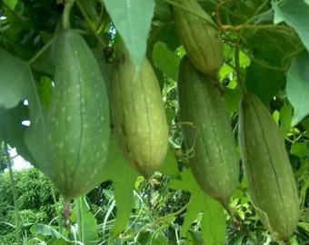 Luffa aegyptiaca Luffa Gourd Seeds