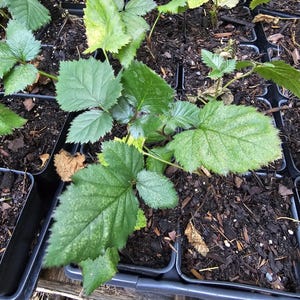 May include: Close-up of several small, green plants with serrated leaves in black plastic trays. The plants are in dark soil, and some leaves have yellowing spots. The image suggests a nursery or garden setting.