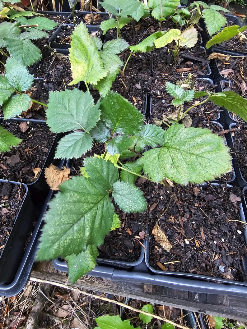 May include: Close-up of several small, green plants with serrated leaves in black plastic trays. The plants are in dark soil, and some leaves have yellowing spots. The image suggests a nursery or garden setting.