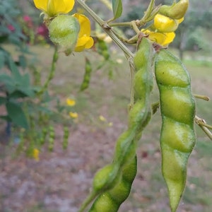 Pigeon Pea Tree Seeds Cajanus Cajun