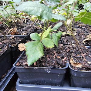 May include: Close-up of several small plants in black plastic pots. The plants have green leaves and are in a tray. The soil is dark brown, and the background includes other plants and foliage. The plants appear to be seedlings.