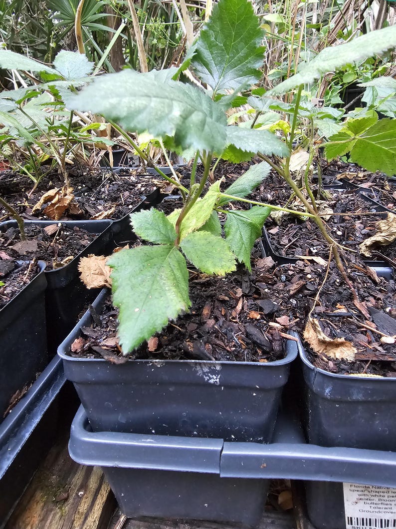May include: Close-up of several small plants in black plastic pots. The plants have green leaves and are in a tray. The soil is dark brown, and the background includes other plants and foliage. The plants appear to be seedlings.